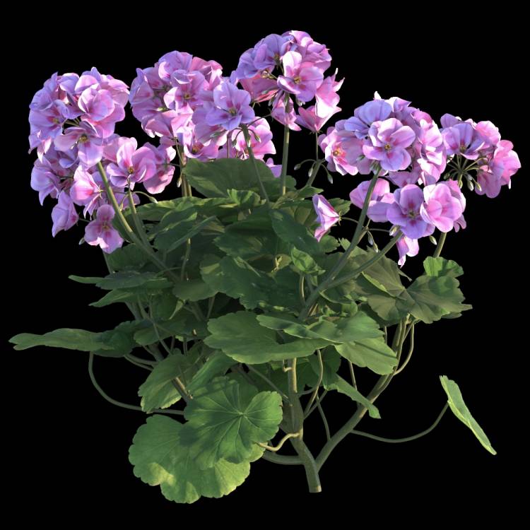 Ivy Geranium flower 04 - Рендерированное изображение 1