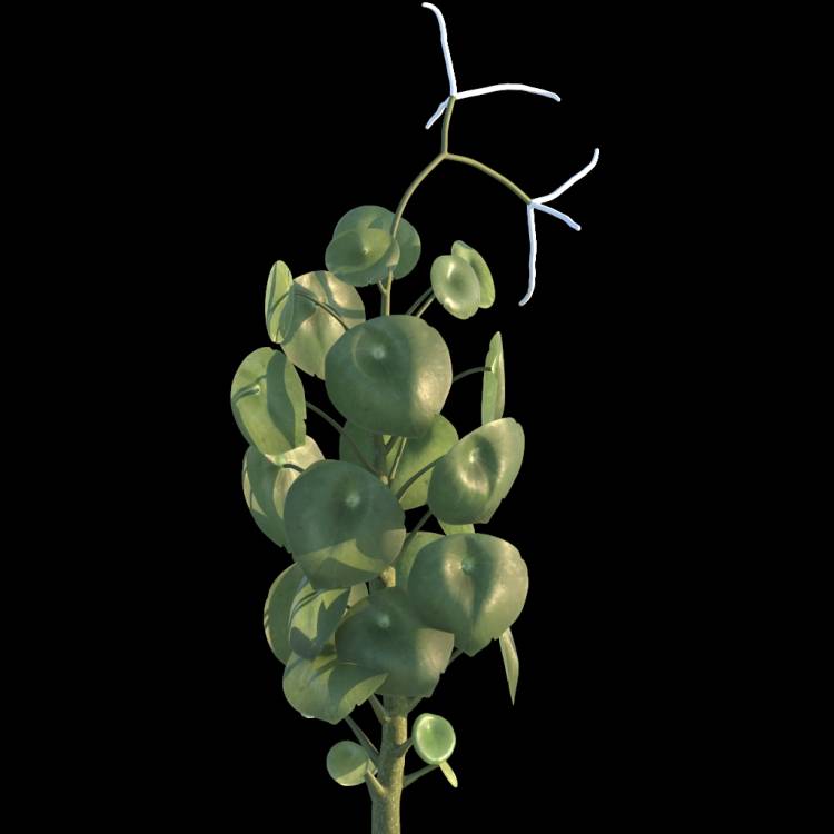 Raindrop Plant flower 01 - Рендерированное изображение 1