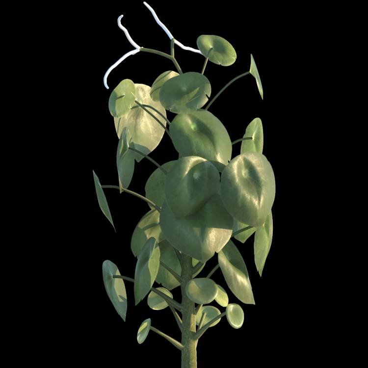 Raindrop Plant flower 02 - Рендерированное изображение 1