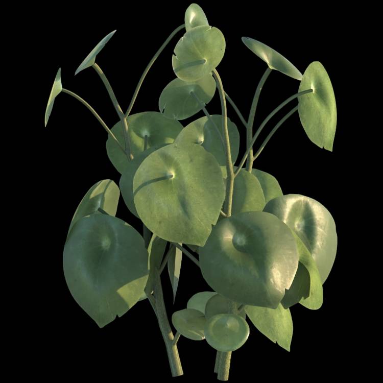 Raindrop Plant flower 03 - Рендерированное изображение 1