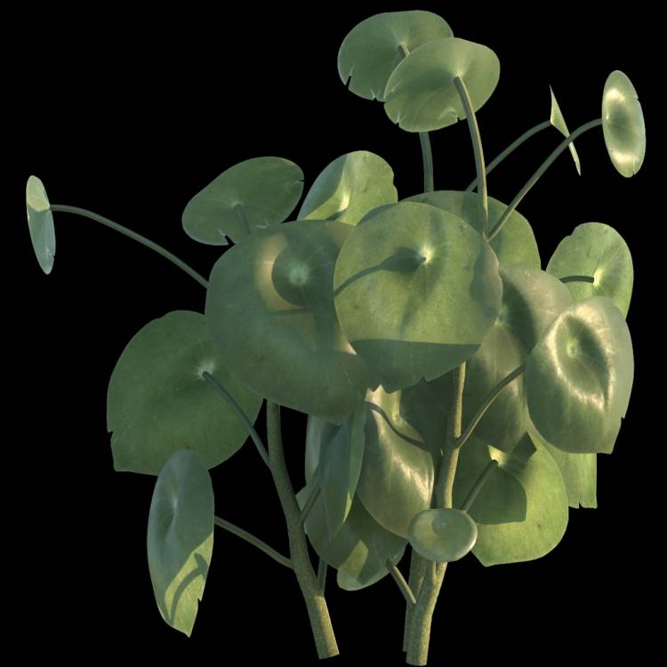 Raindrop Plant flower 04 - Rendered Image 1