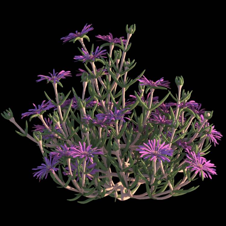 Trailing Ice Plant flower 01 - Rendered Image 1