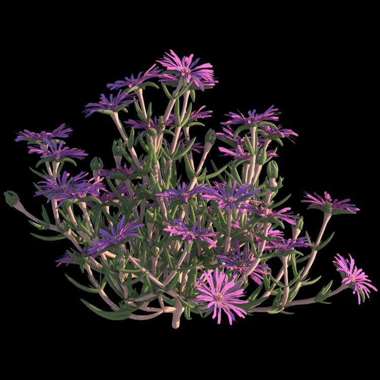 Trailing Ice Plant flower 02 - Рендерированное изображение 1