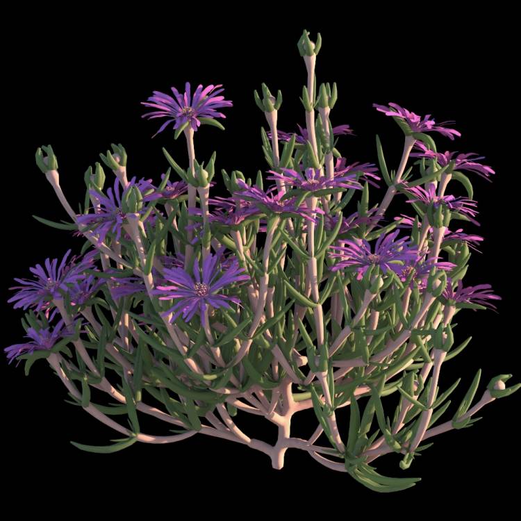 Trailing Ice Plant flower 03 - Рендерированное изображение 1