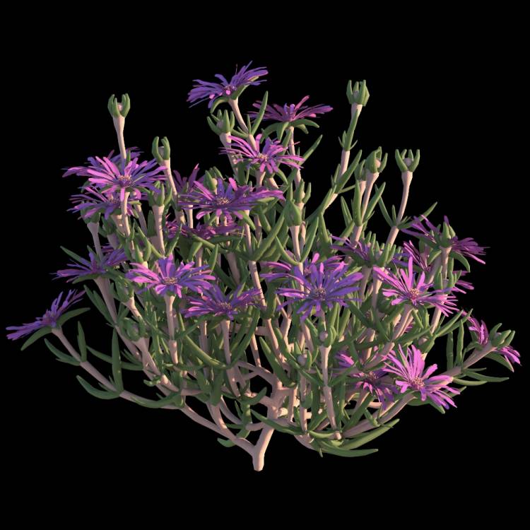 Trailing Ice Plant flower 04 - Рендерированное изображение 1