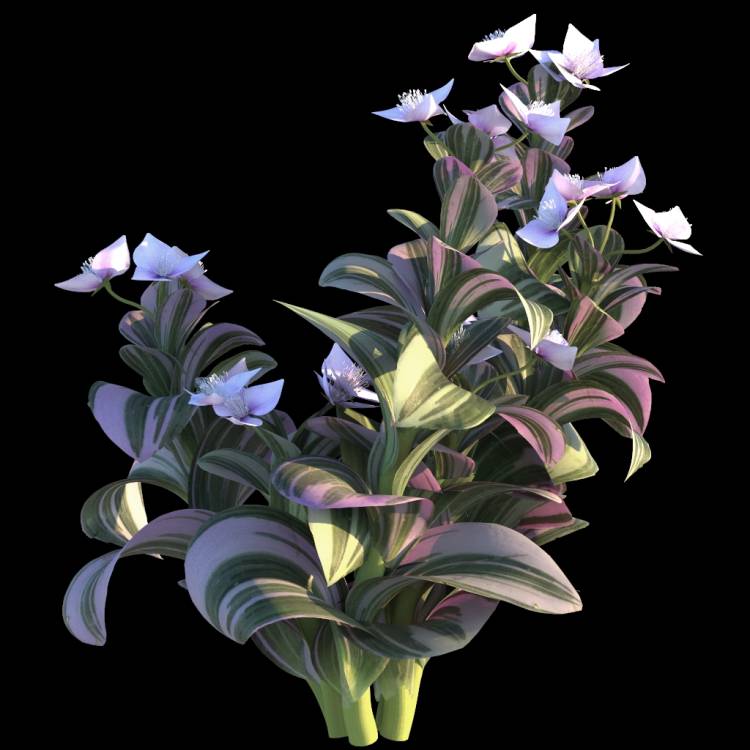 Wandering Jew flower 01 - Rendered Image 1