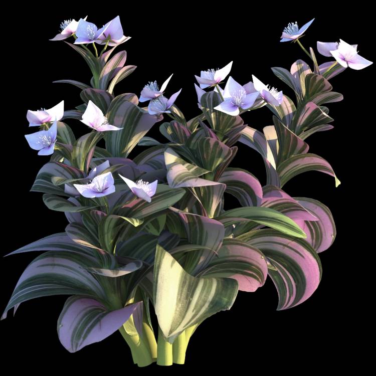 Wandering Jew flower 02 - Рендерированное изображение 1