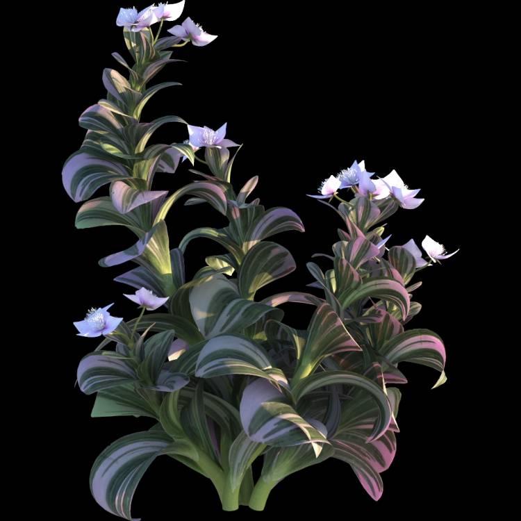 Wandering Jew flower 03 - Рендерированное изображение 1