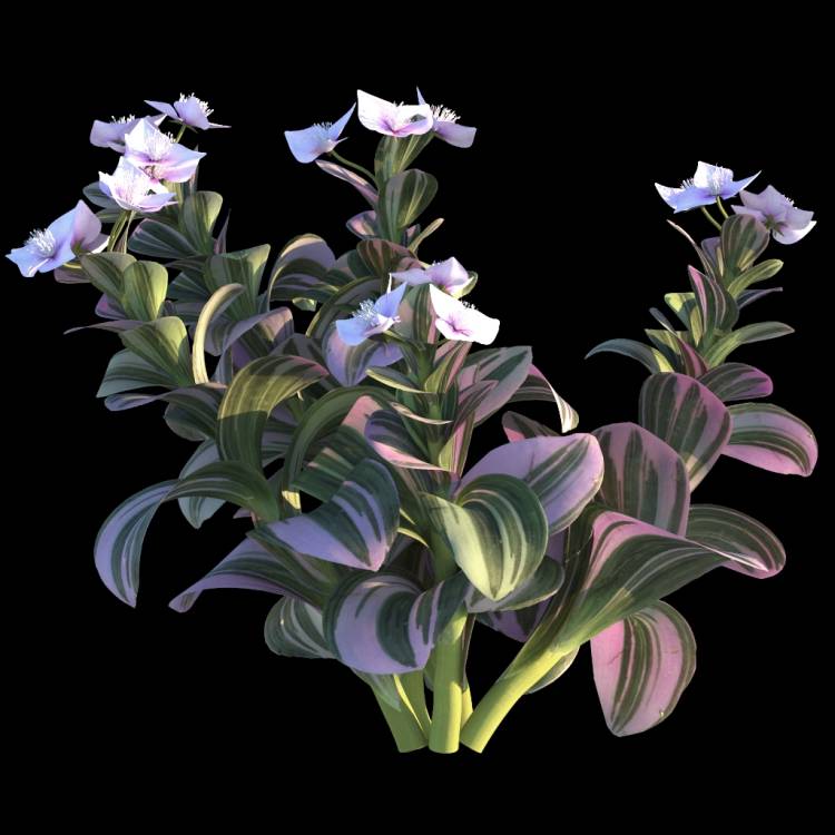 Wandering Jew flower 04 - Рендерированное изображение 1