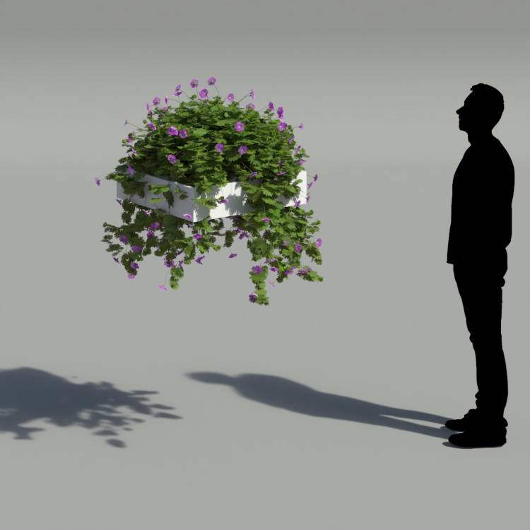 Bloody Crane's-bil Pergola Medium 2 - Image rendue 2