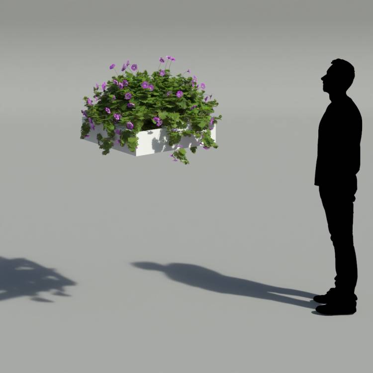 Bloody Crane's-bil Pergola Small 1 - Image rendue 2