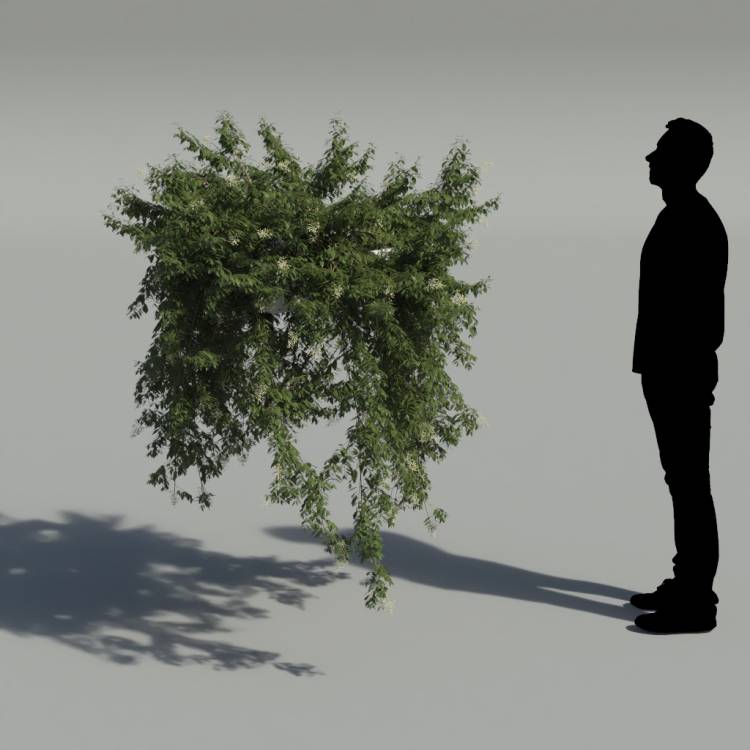 Broad-leaf privet Pergola Big 1 - Rendered Image 2