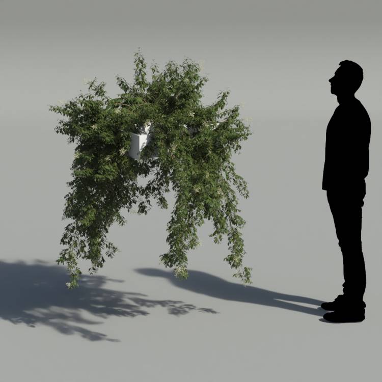 Broad-leaf privet Pergola Big 2 - Рендерированное изображение 2