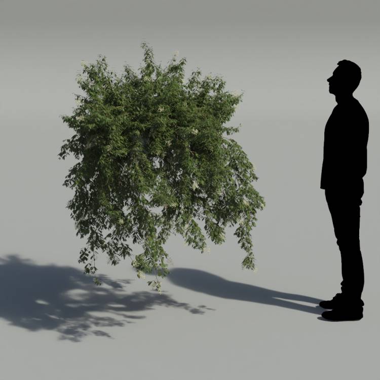 Broad-leaf privet Pergola Big 3 - Рендерированное изображение 2