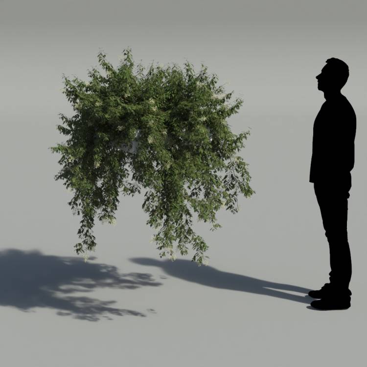 Broad-leaf privet Pergola Big 4 - Рендерированное изображение 2