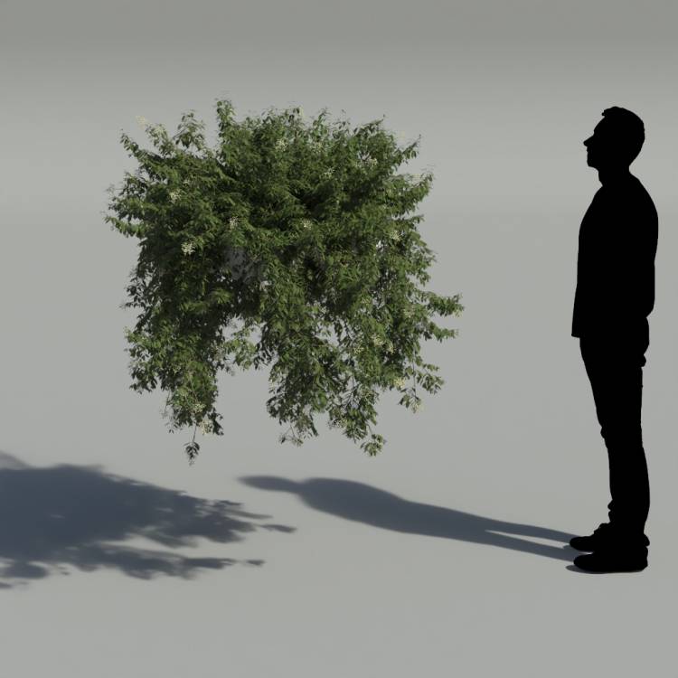 Broad-leaf privet Pergola Big 5 - Рендерированное изображение 2