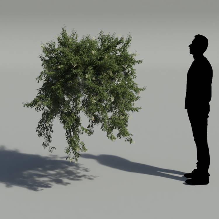 Broad-leaf privet Pergola Big 6 - Рендерированное изображение 2