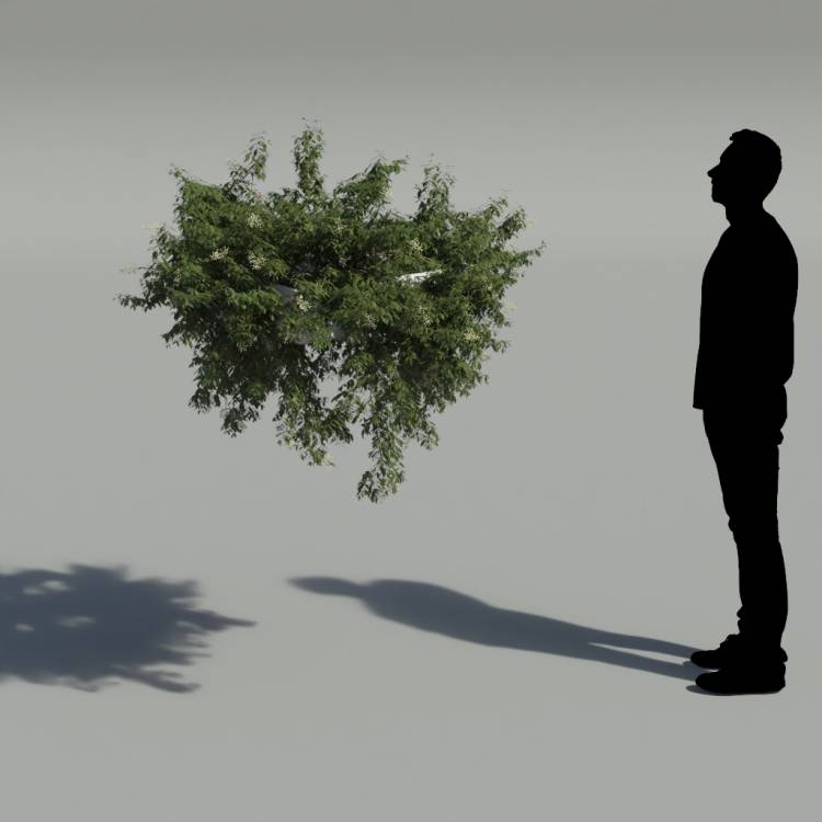 Broad-leaf privet Pergola Medium 1 - Imagen renderizada 2