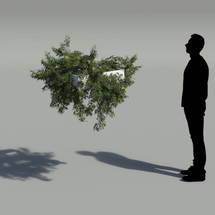 Broad-leaf privet Pergola Medium 2 - Imagen renderizada 2