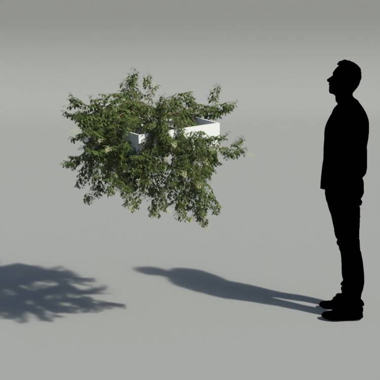 Broad-leaf privet Pergola Medium 3 - Image rendue 2