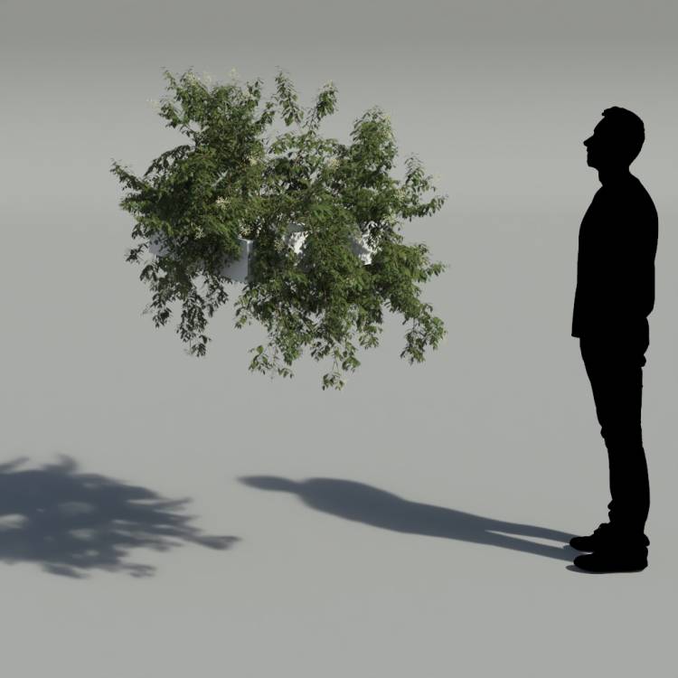 Broad-leaf privet Pergola Medium 5 - Рендерированное изображение 2