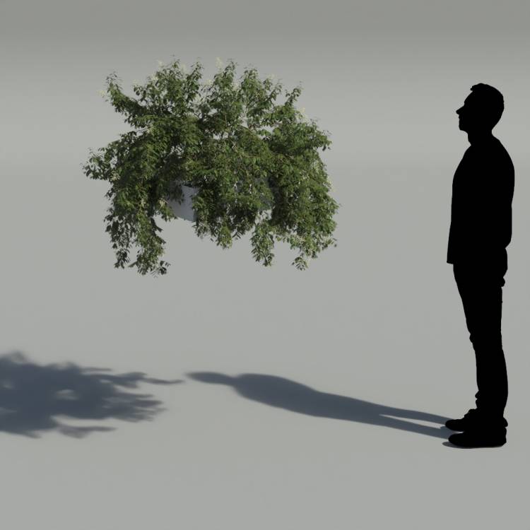 Broad-leaf privet Pergola Medium 6 - Рендерированное изображение 2