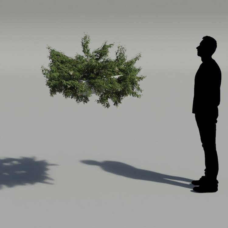 Broad-leaf privet Pergola Small 1 - Imagen renderizada 2