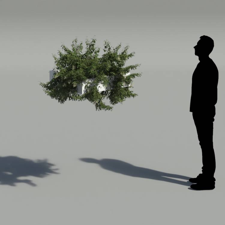 Broad-leaf privet Pergola Small 3 - Рендерированное изображение 2