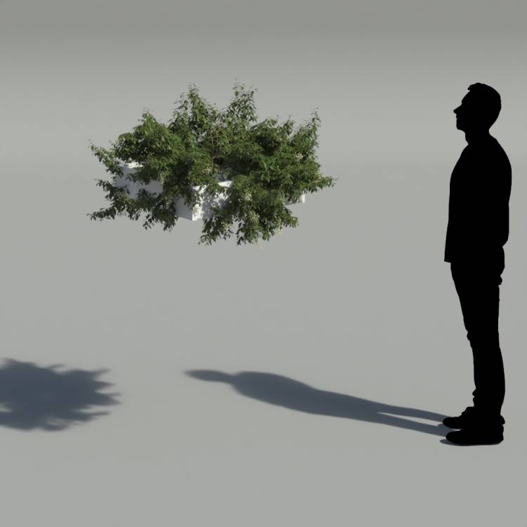 Broad-leaf privet Pergola Small 4 - Рендерированное изображение 2