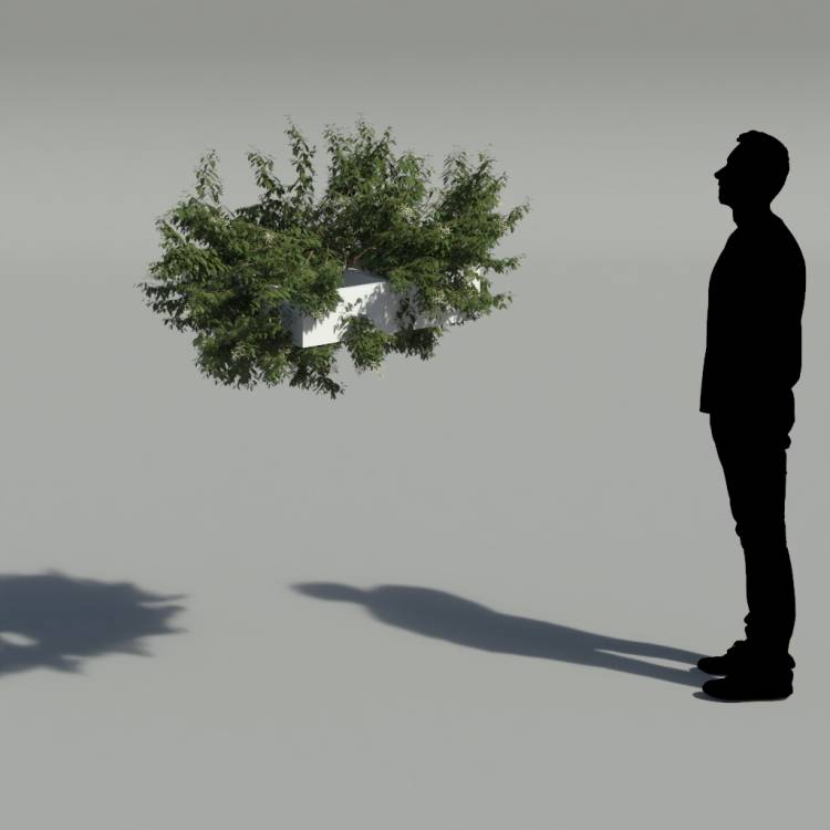 Broad-leaf privet Pergola Small 5 - Рендерированное изображение 2