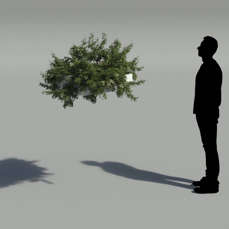 Broad-leaf privet Pergola Small 6 - Рендерированное изображение 2