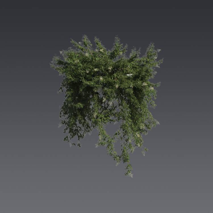 Broad-leaf privet Pergola Big 1 - Rendered Image 1