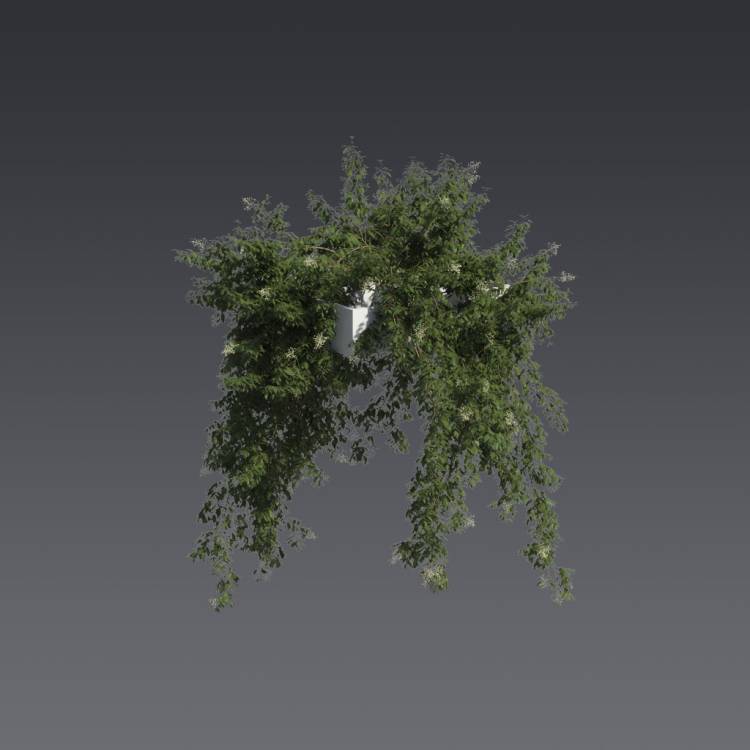 Broad-leaf privet Pergola Big 2 - Рендерированное изображение 1