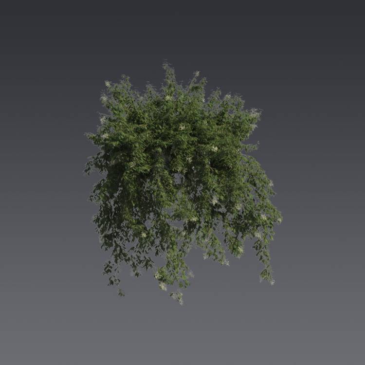 Broad-leaf privet Pergola Big 3 - Рендерированное изображение 1