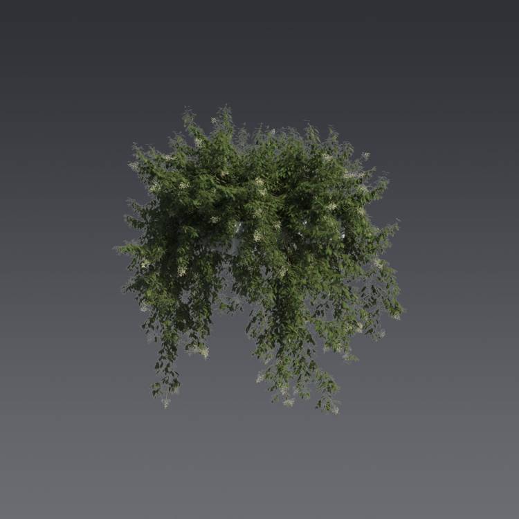 Broad-leaf privet Pergola Big 4 - Рендерированное изображение 1