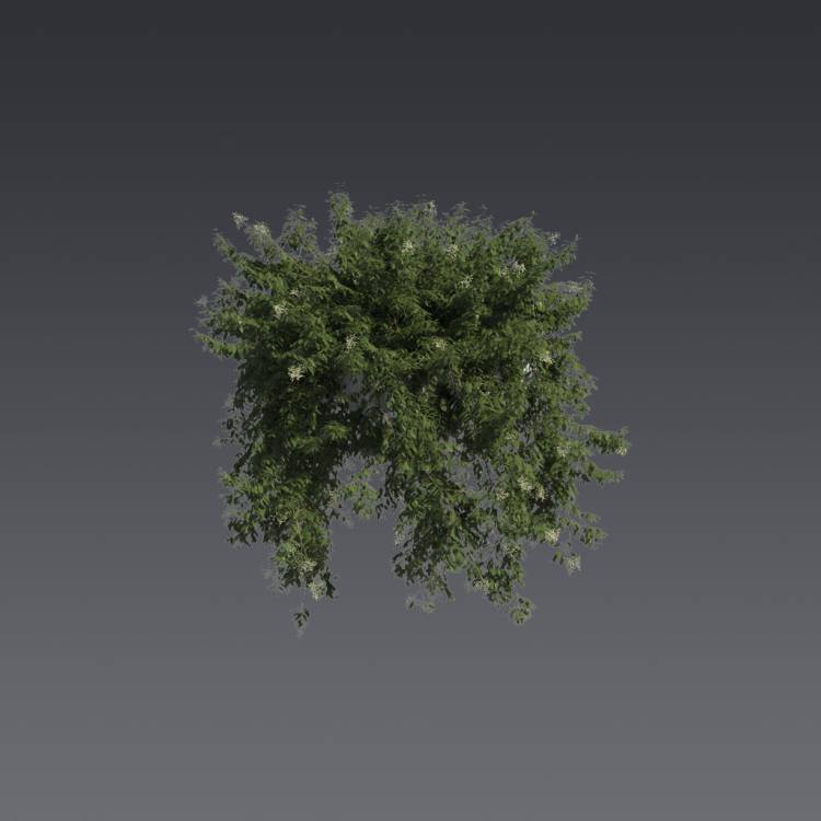 Broad-leaf privet Pergola Big 5 - Рендерированное изображение 1