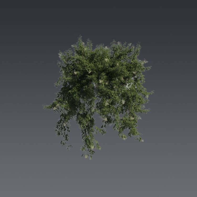 Broad-leaf privet Pergola Big 6 - Рендерированное изображение 1