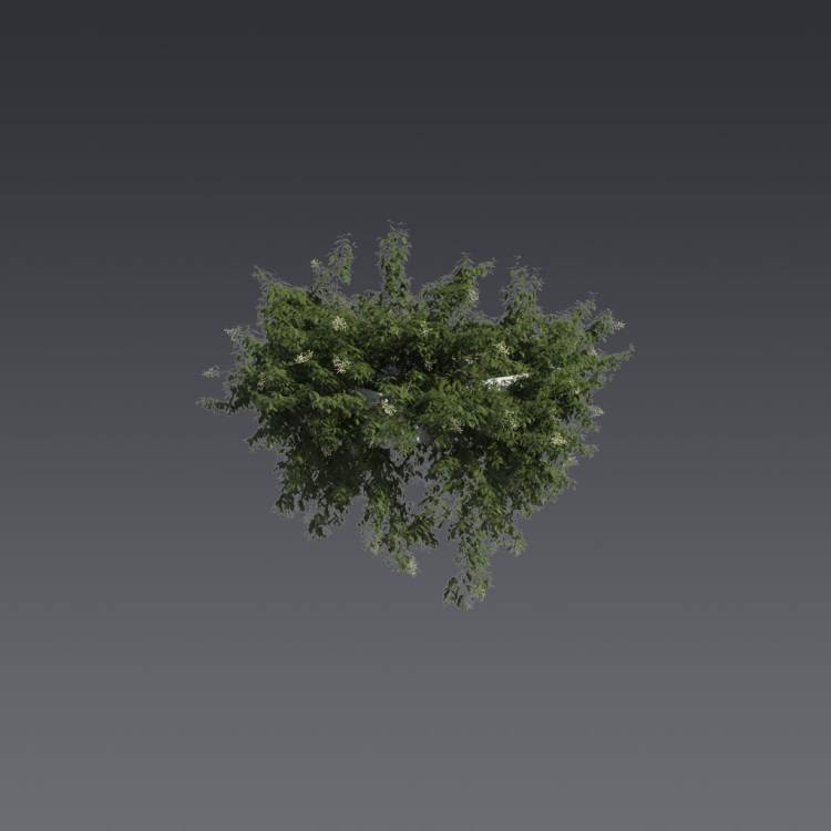 Broad-leaf privet Pergola Medium 1 - Imagen renderizada 1