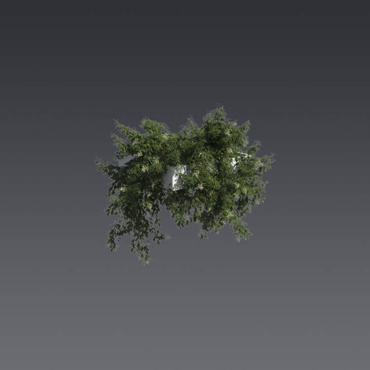 Broad-leaf privet Pergola Medium 4 - Рендерированное изображение 1