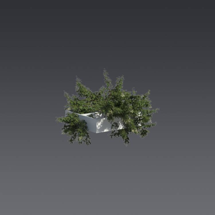 Broad-leaf privet Pergola Small 2 - Рендерированное изображение 1