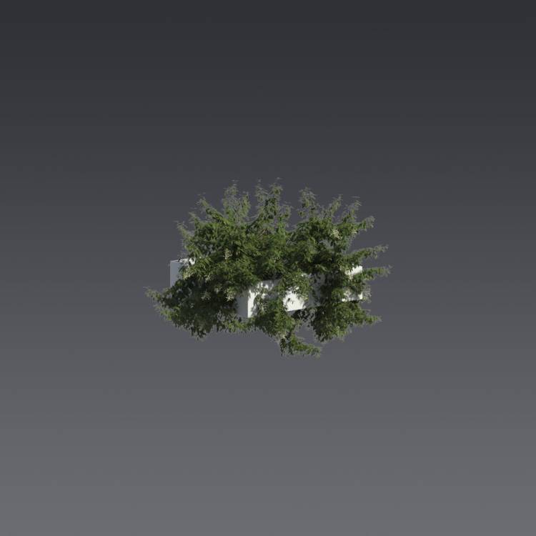 Broad-leaf privet Pergola Small 3 - Рендерированное изображение 1