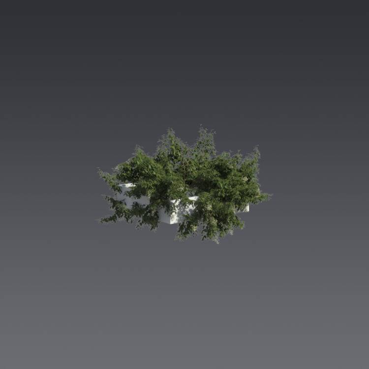 Broad-leaf privet Pergola Small 4 - Рендерированное изображение 1