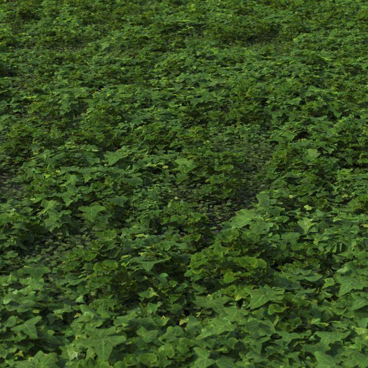 Small plants mix cover preset 2 - Image rendue 1