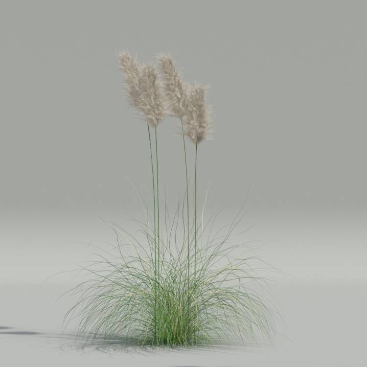 Cortaderia selloana v2 - Image rendue 1