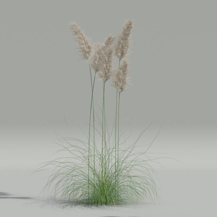 Cortaderia selloana v3 - Image rendue 1