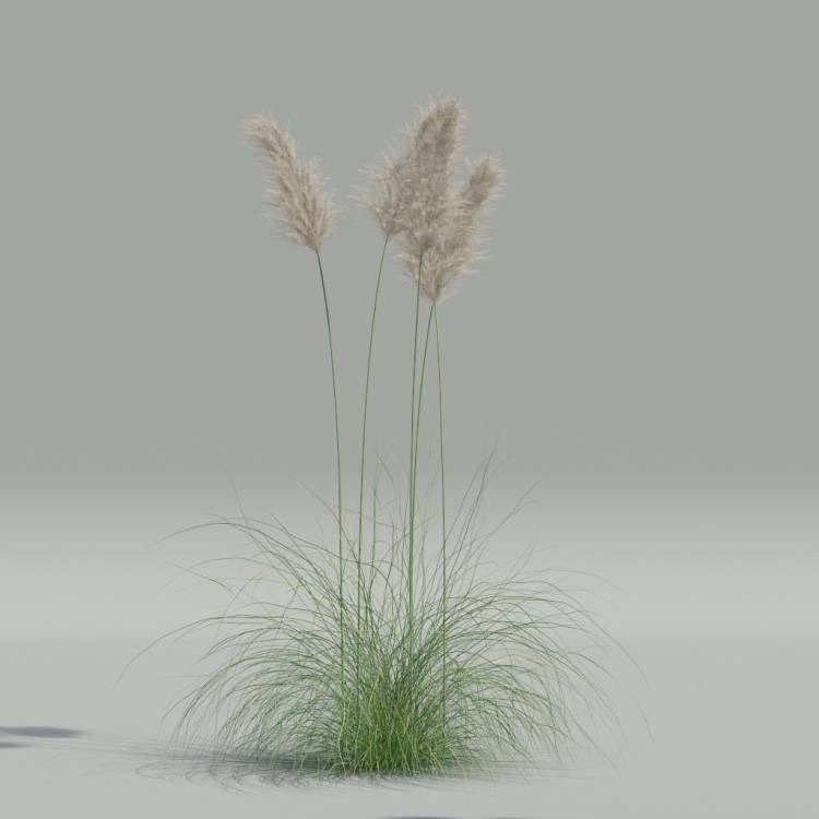 Cortaderia selloana v4 - Image rendue 1