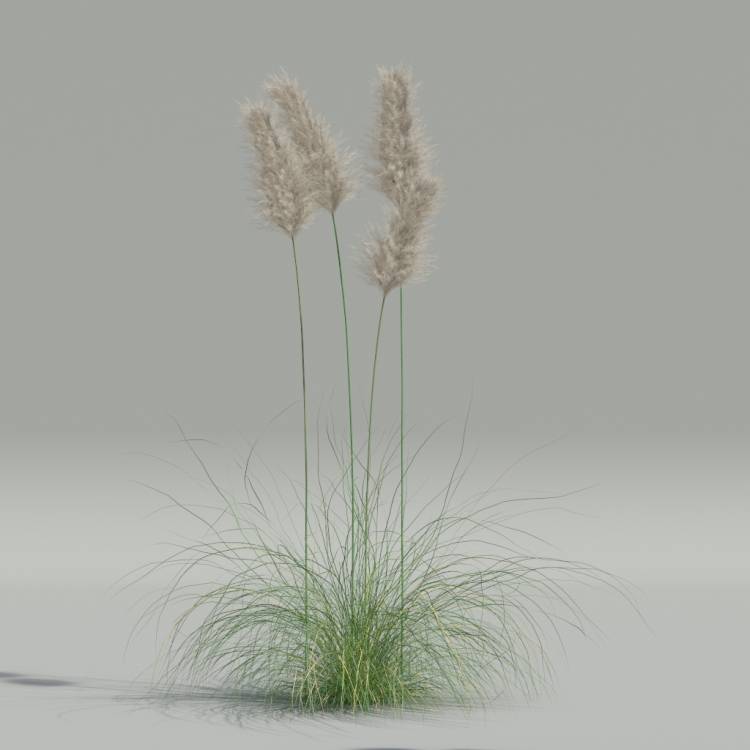 Cortaderia selloana v5 - Imagen renderizada 1