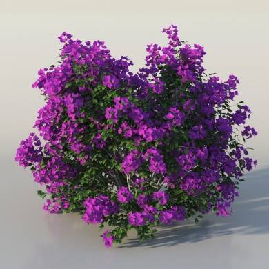 Bush Bougainvillea v3 - The3dGarden Library for 3ds Max