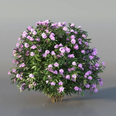 Bush Honeysuckle v3 - 3DGarden Library for 3ds Max Bush Honeysuckle v3 - 3DGarden Library for 3ds Max