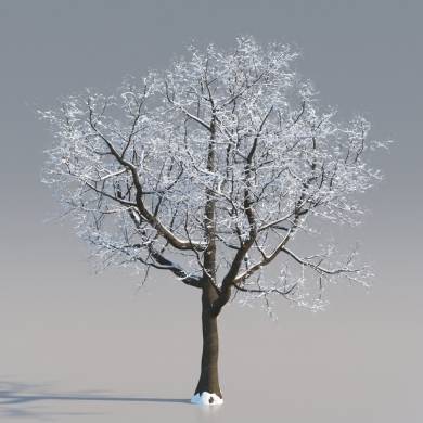 Winter tree  3Di Philosophy